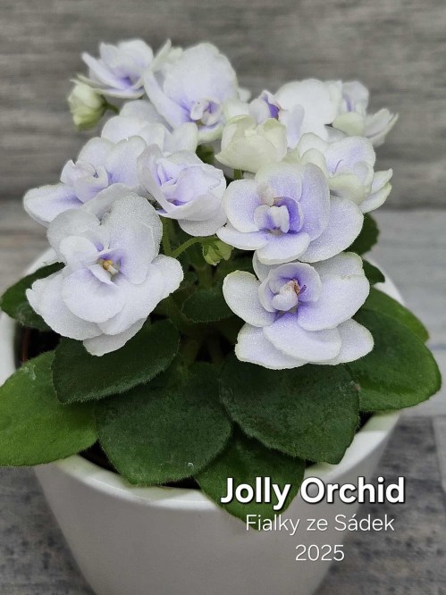 Jolly Orchid